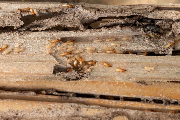 Best Termite Control Services  in Alpine, TX